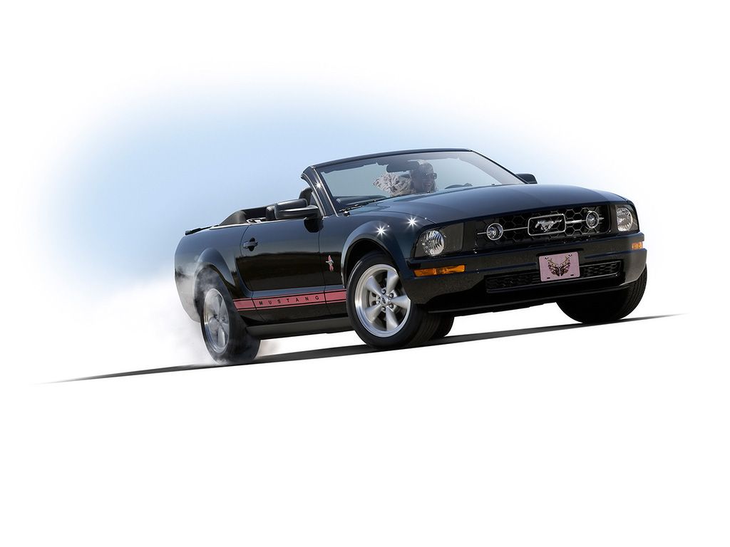 2008 Ford Mustang WIP Edition